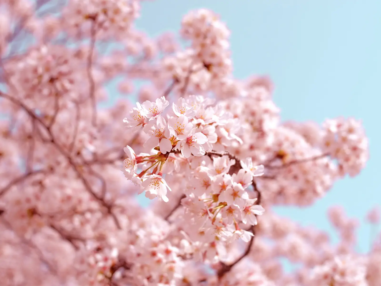 春に桜が咲いている様子