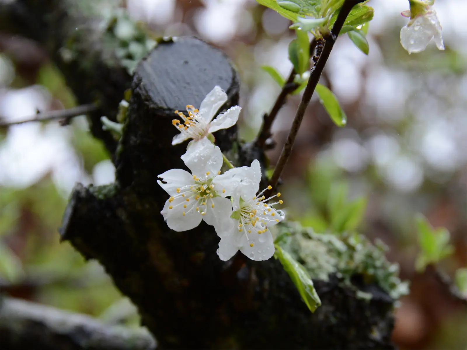 春雨の中のプラムの花