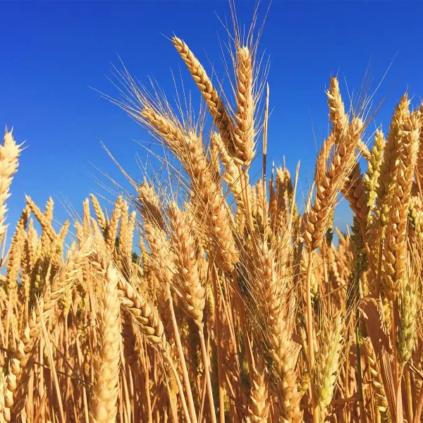“麦秋”と食糧自給率と災害関連死のお話