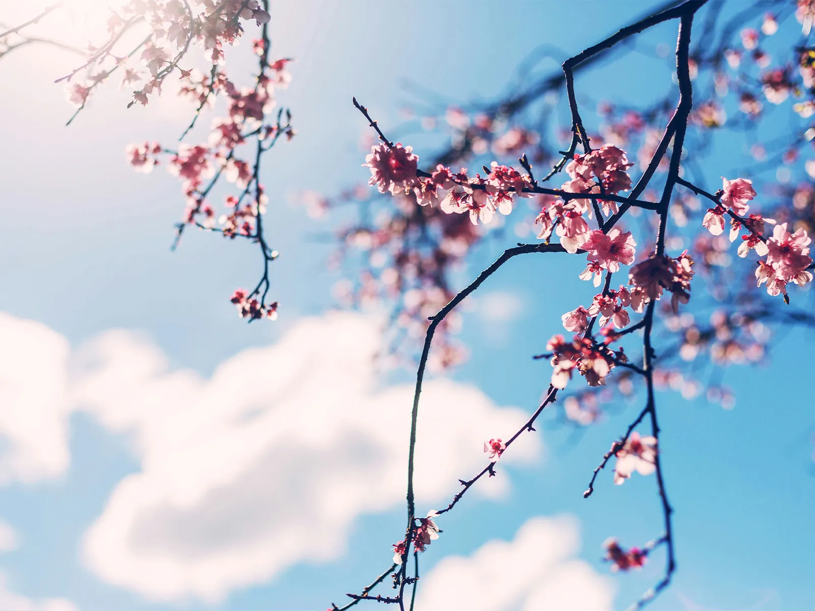 下から見た桜の木