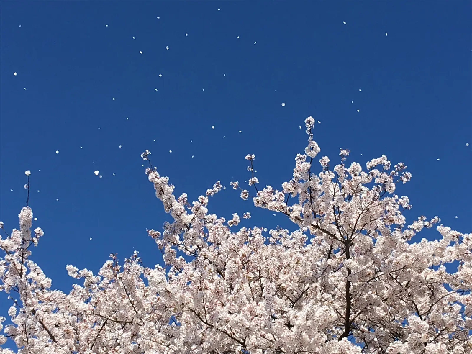 風で舞い散る桜の花びら