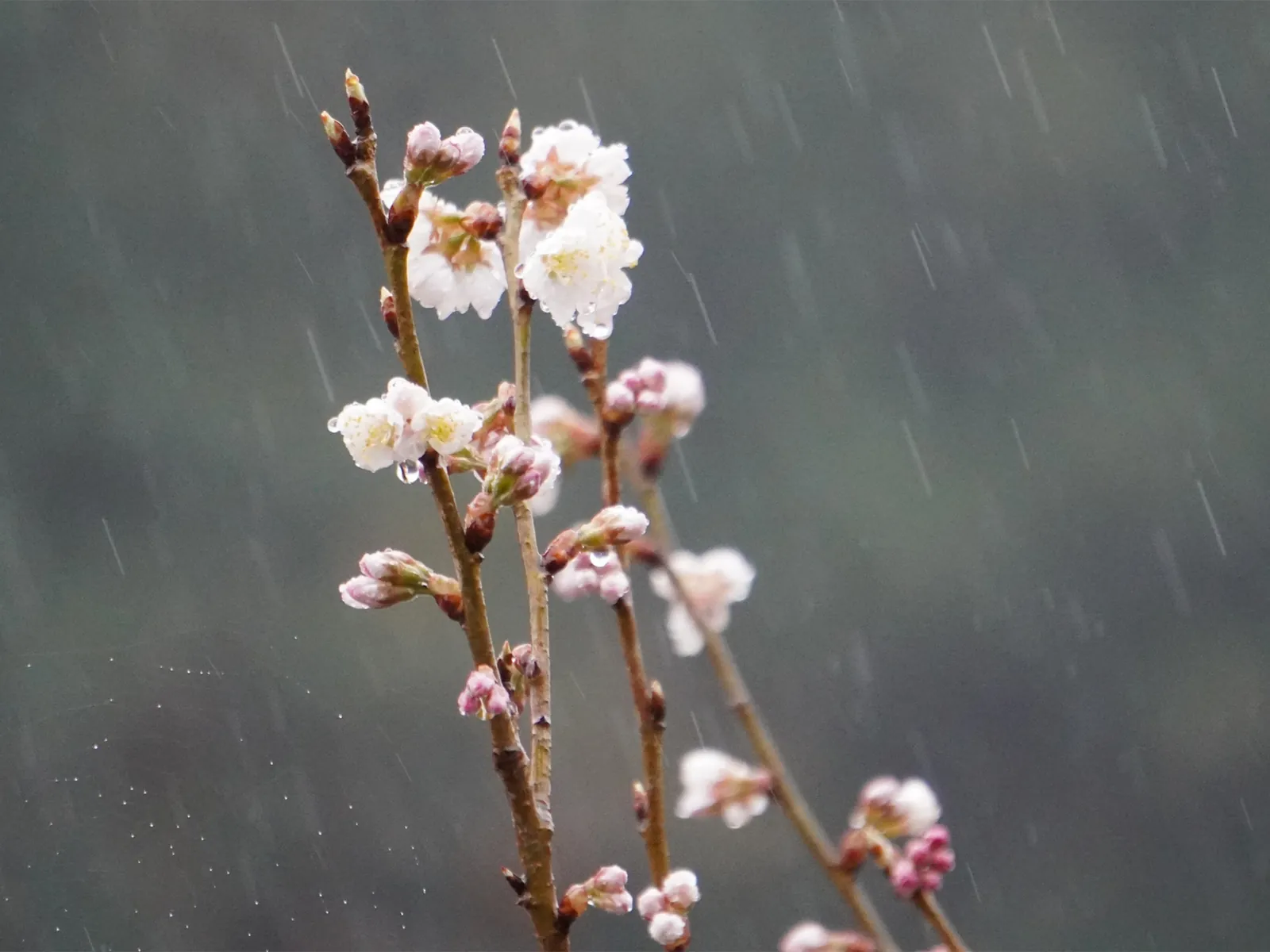 雨に打たれる桜