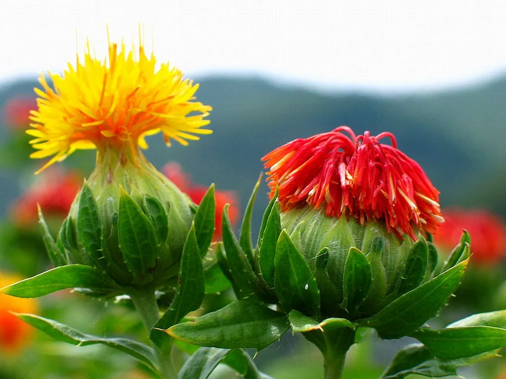 紅花