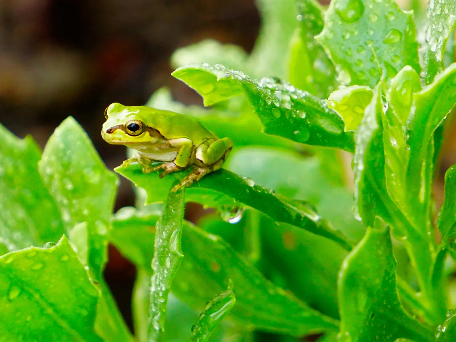 雨でぬれた葉っぱに乗っているアマガエル
