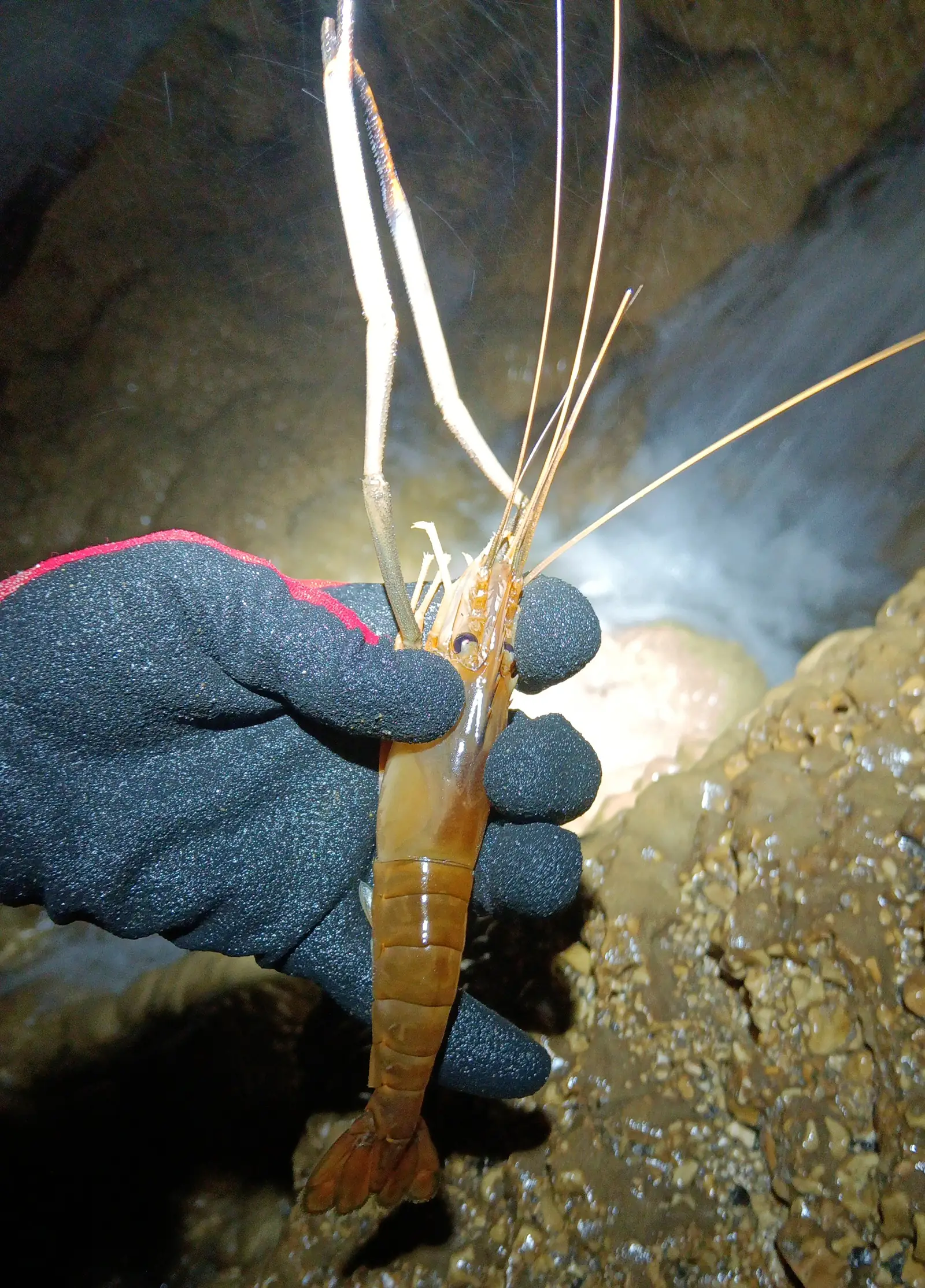 洞窟で捕まえたエビ