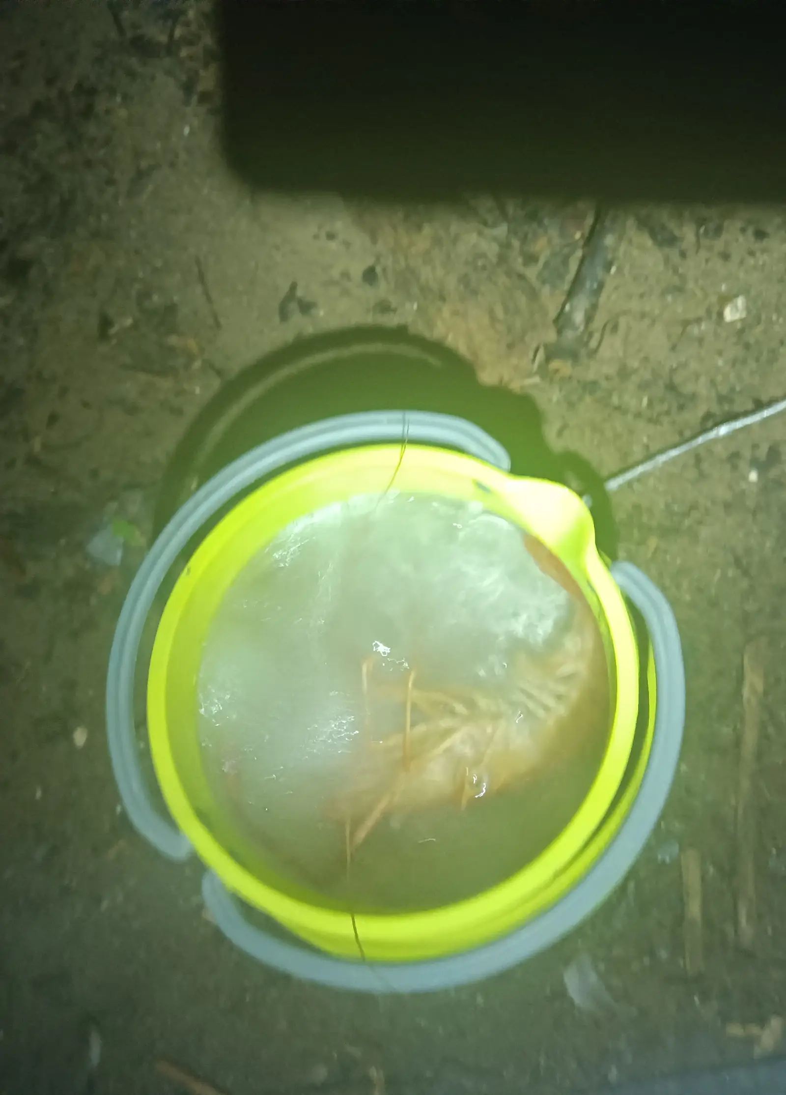 洞窟で捕まえたエビ2