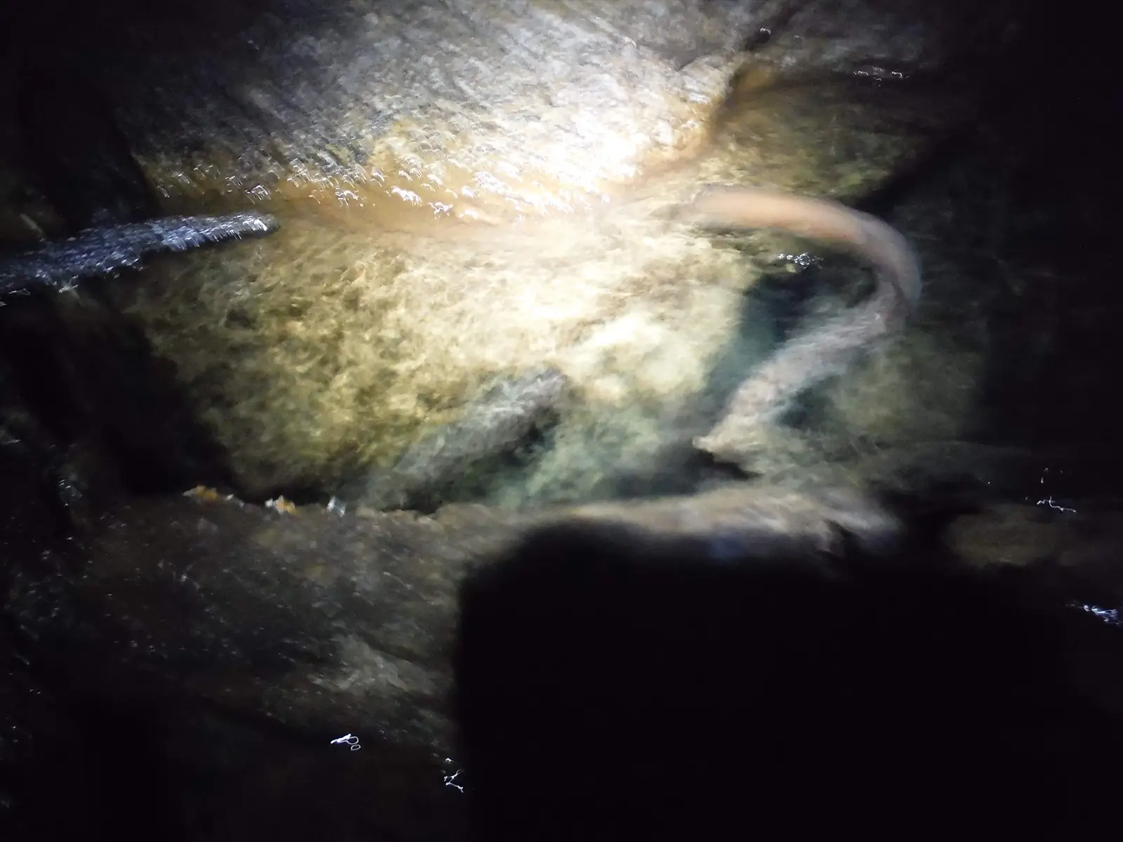 洞窟内の生き物